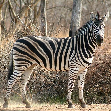 Ditholo Game Lodge Bela Bela Екстер'єр фото
