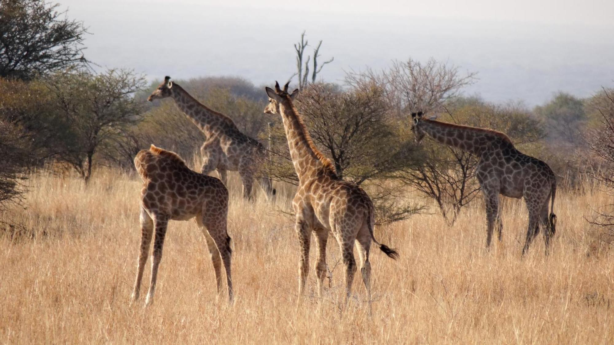 Ditholo Game Lodge Bela Bela Екстер'єр фото