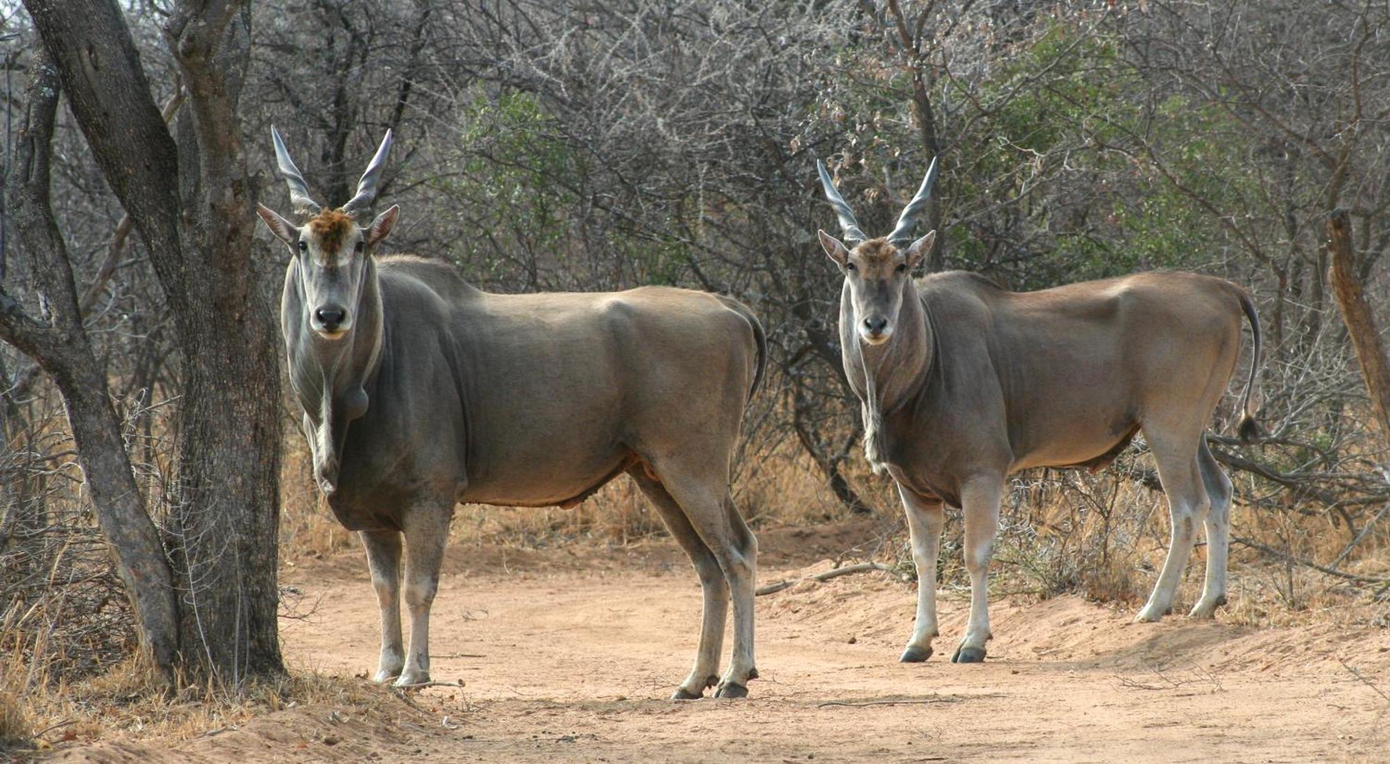 Ditholo Game Lodge Bela Bela Екстер'єр фото