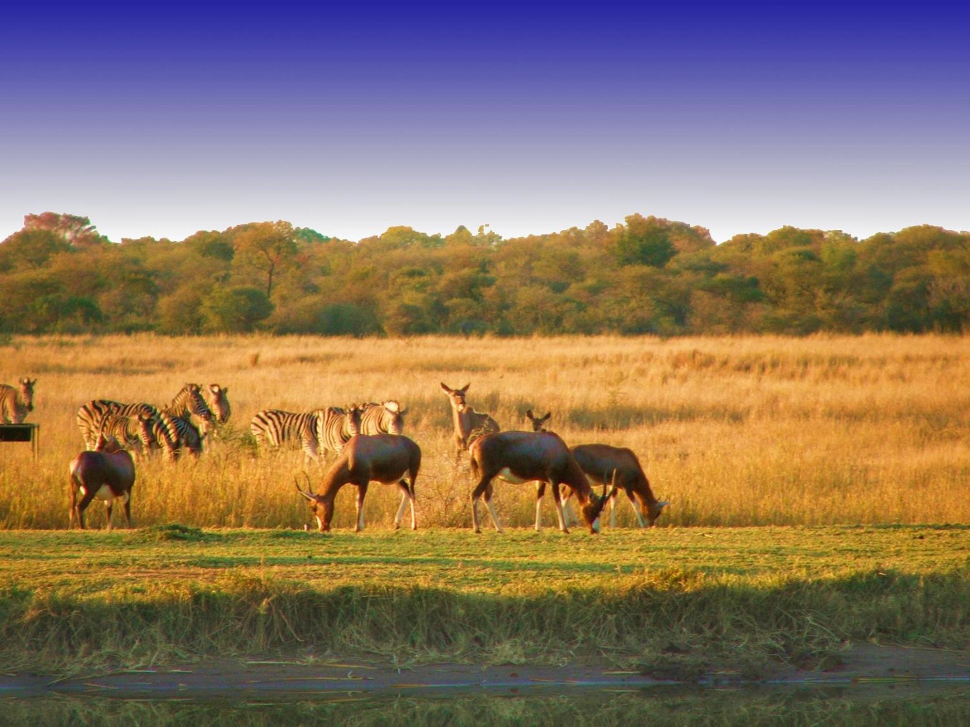 Ditholo Game Lodge Bela Bela Екстер'єр фото