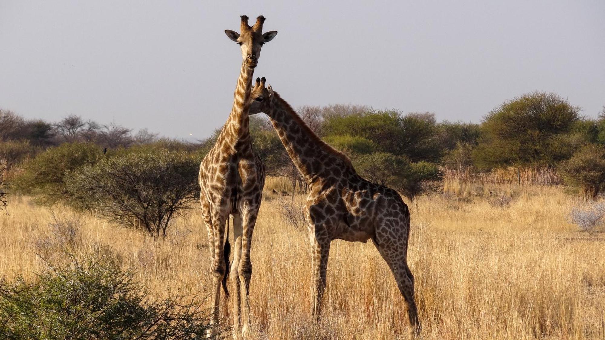 Ditholo Game Lodge Bela Bela Екстер'єр фото