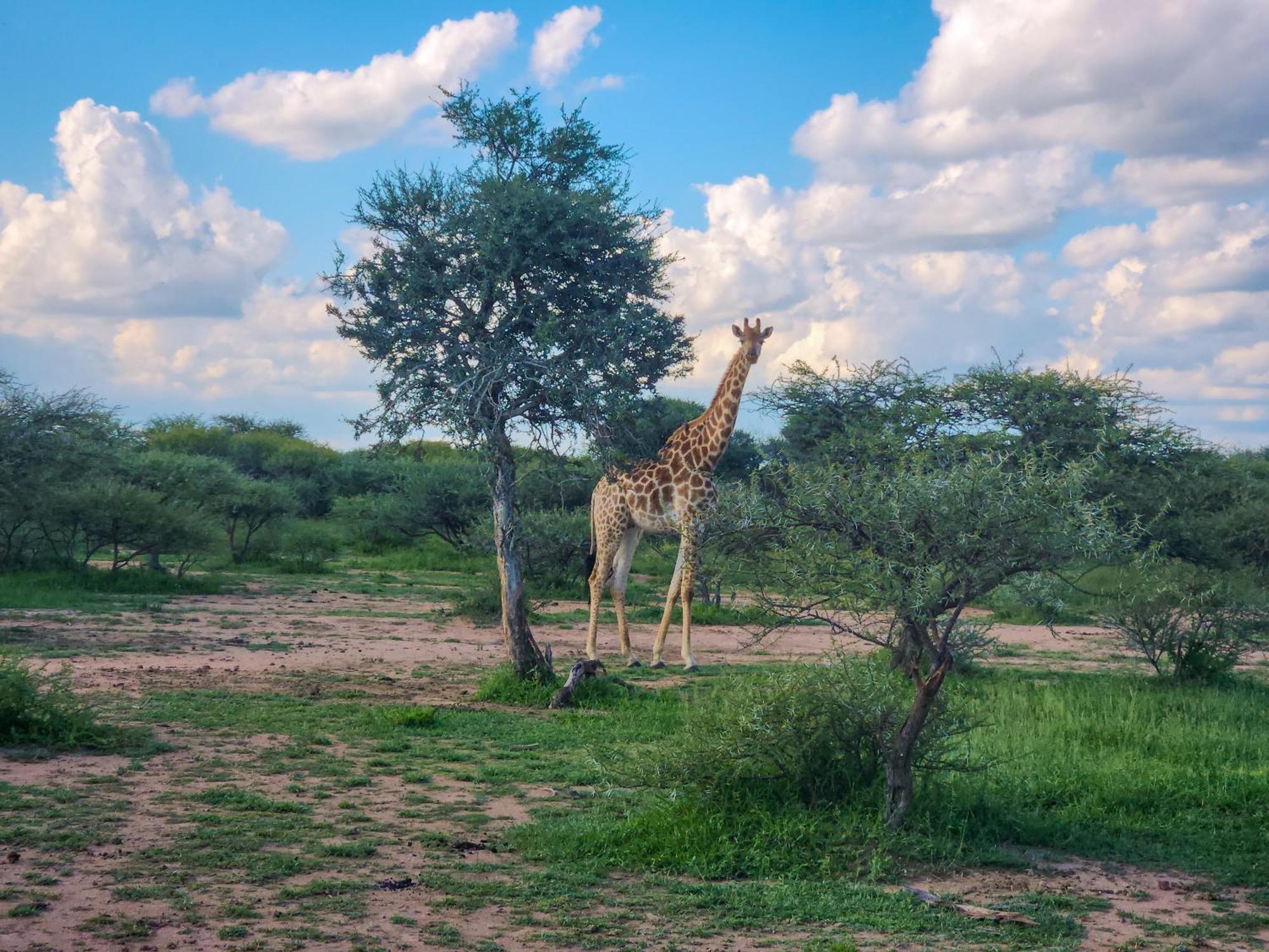Ditholo Game Lodge Bela Bela Екстер'єр фото